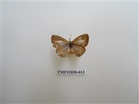 藏品(大娜波灰蝶)的圖片